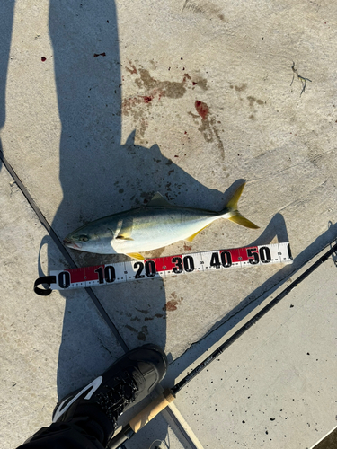 イナダの釣果