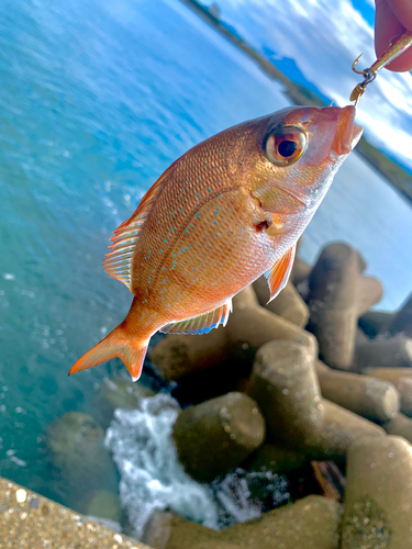 チャリコの釣果