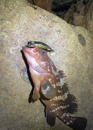 アコウの釣果