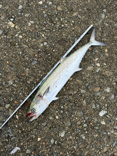 サゴシの釣果