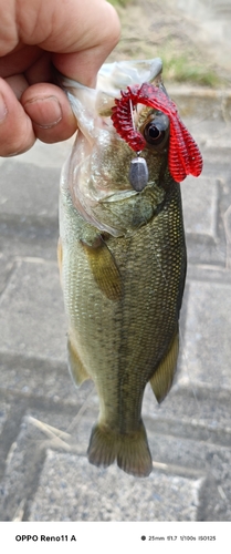 ブラックバスの釣果