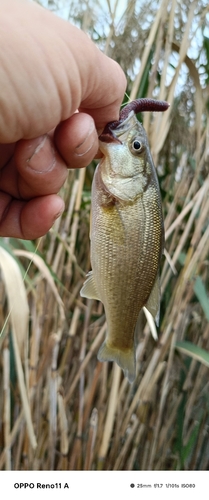 ブラックバスの釣果