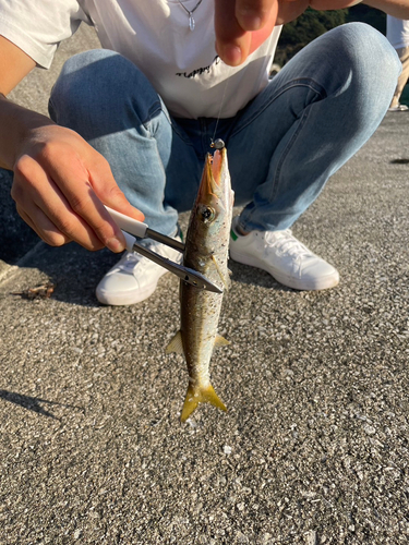 カマスの釣果