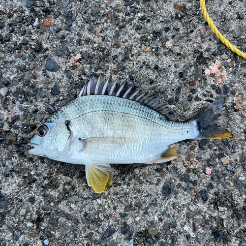 若洲海浜公園海釣り施設