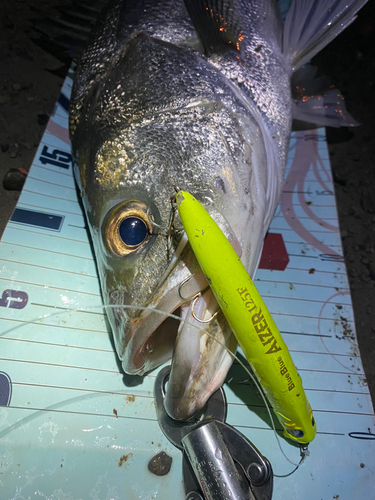 シーバスの釣果