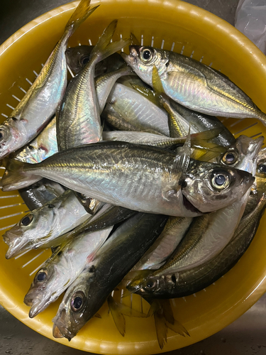 アジの釣果