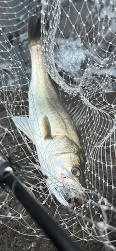 スズキの釣果