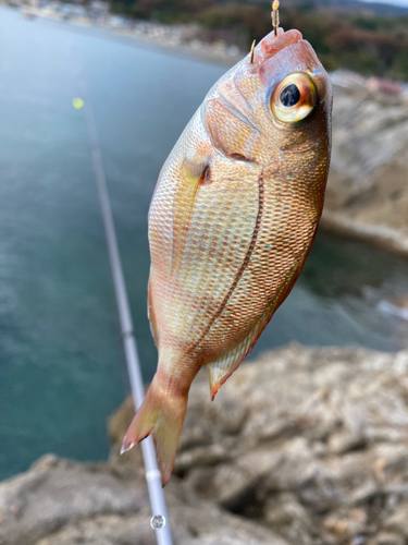 チャリコの釣果