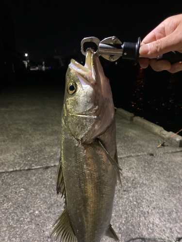 スズキの釣果