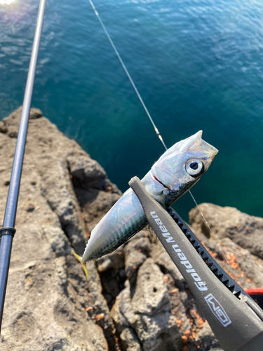 サバの釣果