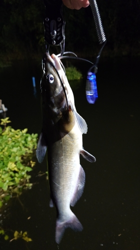 ナマズの釣果