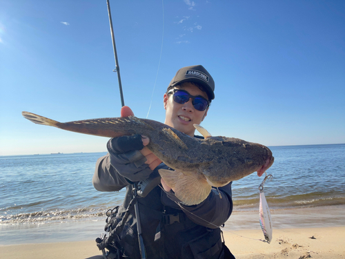 マゴチの釣果