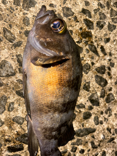 メバルの釣果