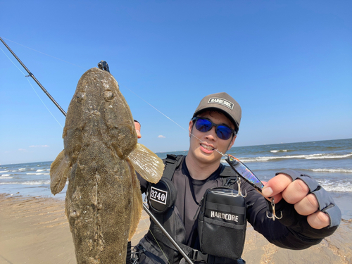 マゴチの釣果