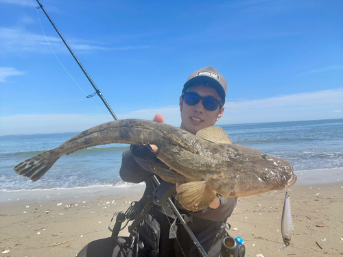 マゴチの釣果