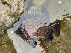 イシガキダイの釣果