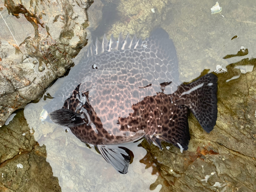 イシガキダイの釣果