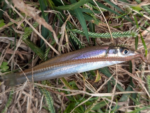 シロギスの釣果