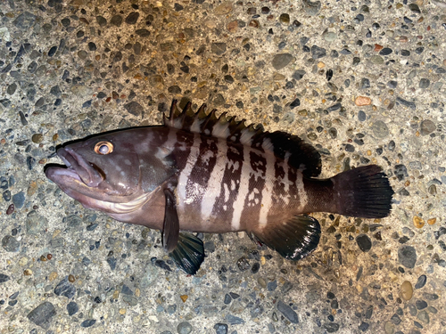 マハタの釣果