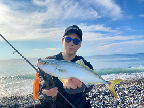 ブリの釣果