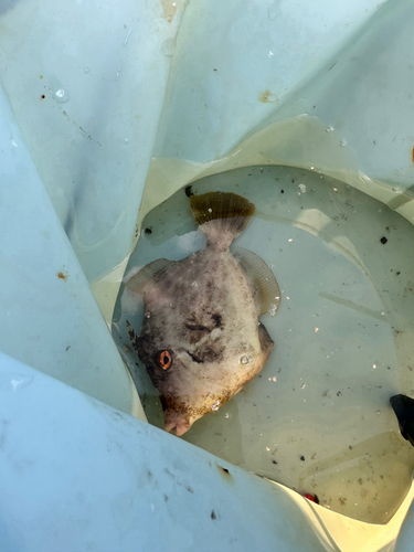 カワハギの釣果