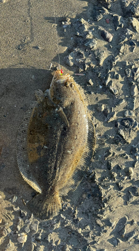 ヒラメの釣果