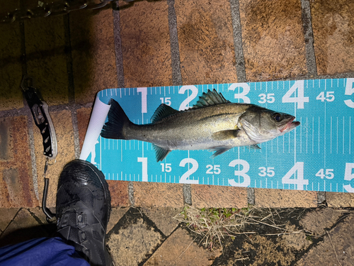 フッコ（マルスズキ）の釣果