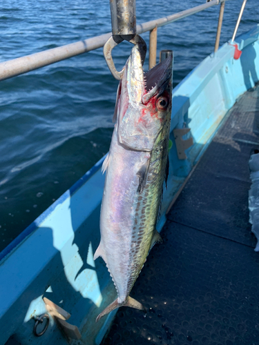 サゴシの釣果