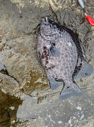 イシガキダイの釣果