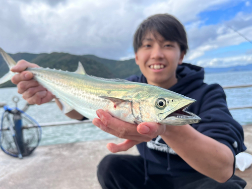 サゴシの釣果