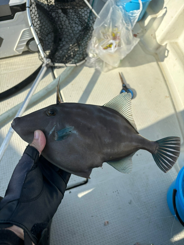 ウマヅラハギの釣果