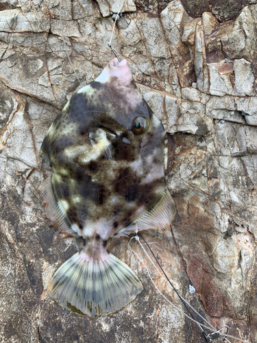 カワハギの釣果