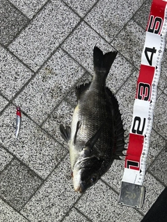 クロダイの釣果