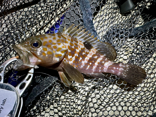 アコウの釣果