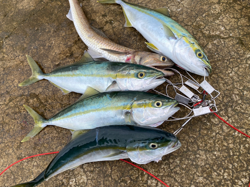 ワカシの釣果