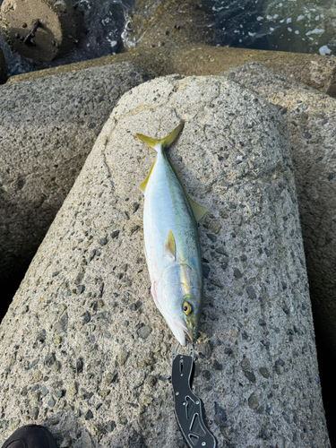 ハマチの釣果