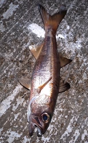 ムツの釣果