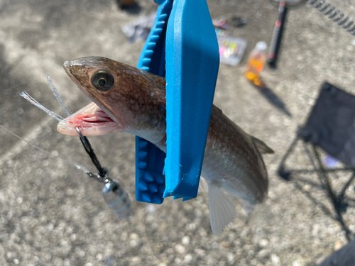 エソの釣果