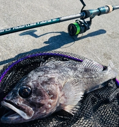 クロソイの釣果