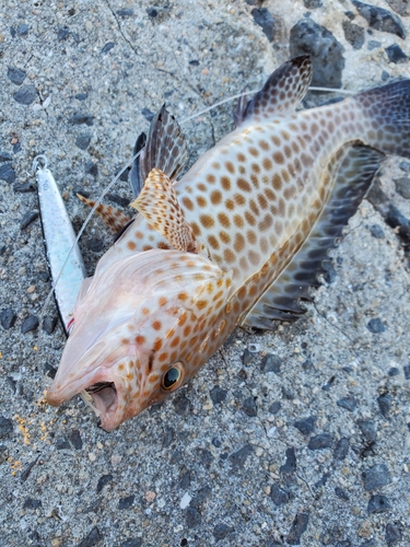 オオモンハタの釣果