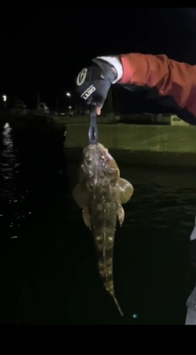 マゴチの釣果