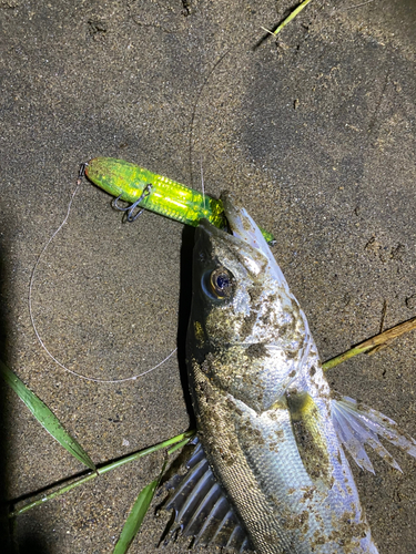 シーバスの釣果