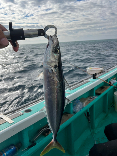 スマガツオの釣果