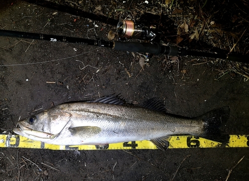 シーバスの釣果