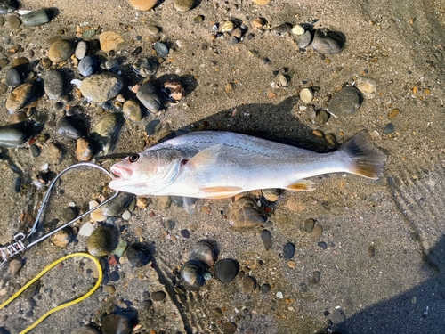 ニベの釣果