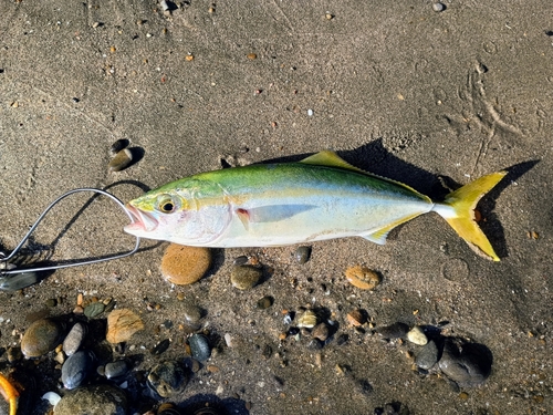 ワカシの釣果