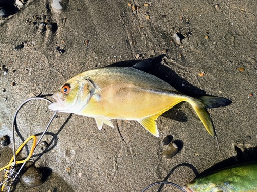 メッキの釣果