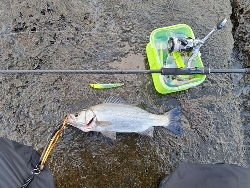 セイゴ（ヒラスズキ）の釣果