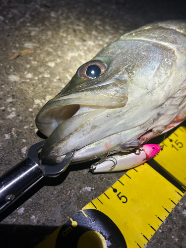 シーバスの釣果