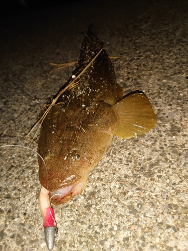 マゴチの釣果